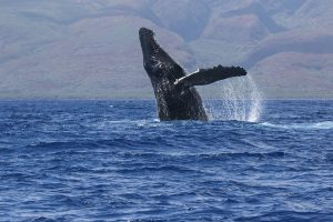 Maui Humpback Whale