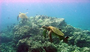 Makena Kayaking